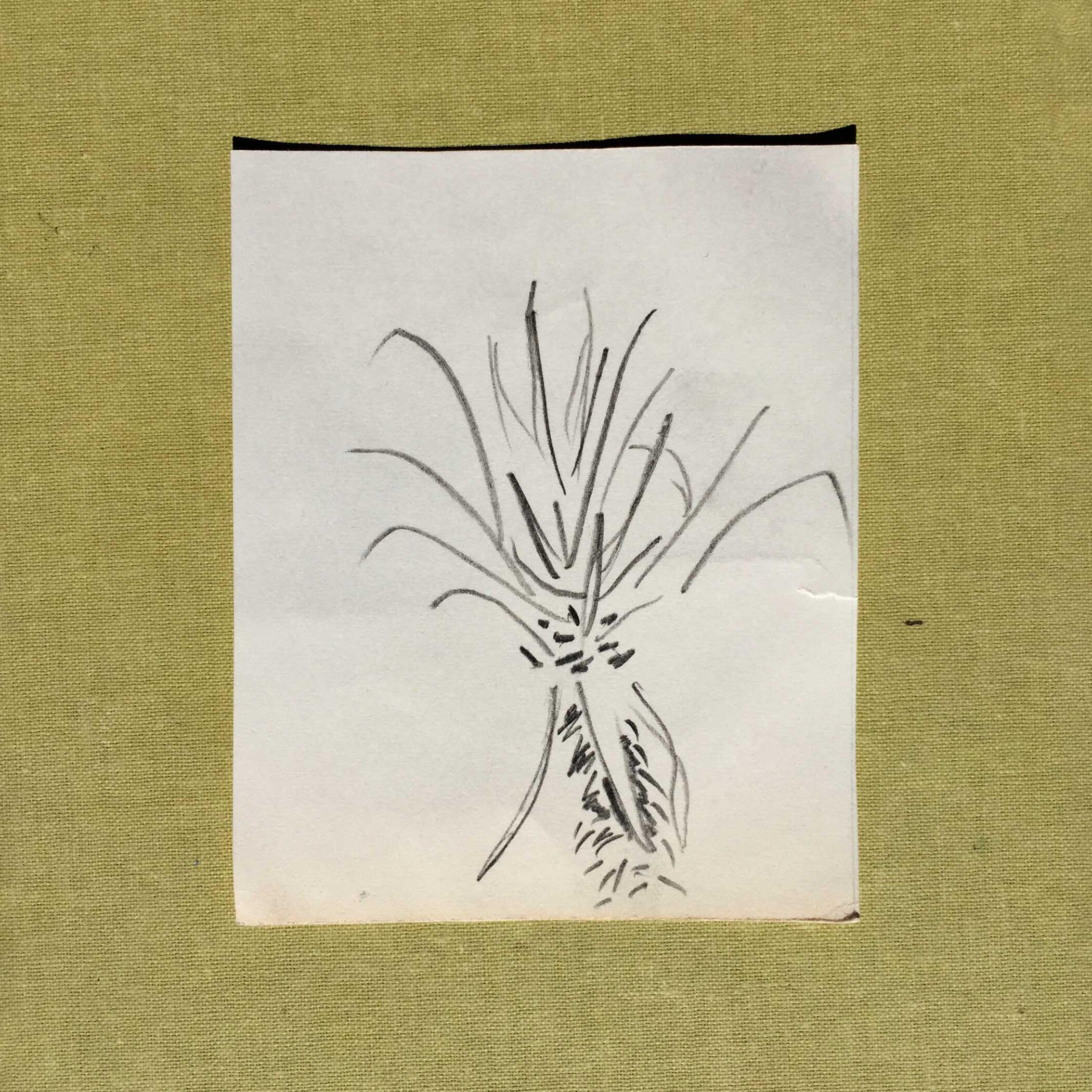 7sept22 pencil on paper 4x4in 9x11cm