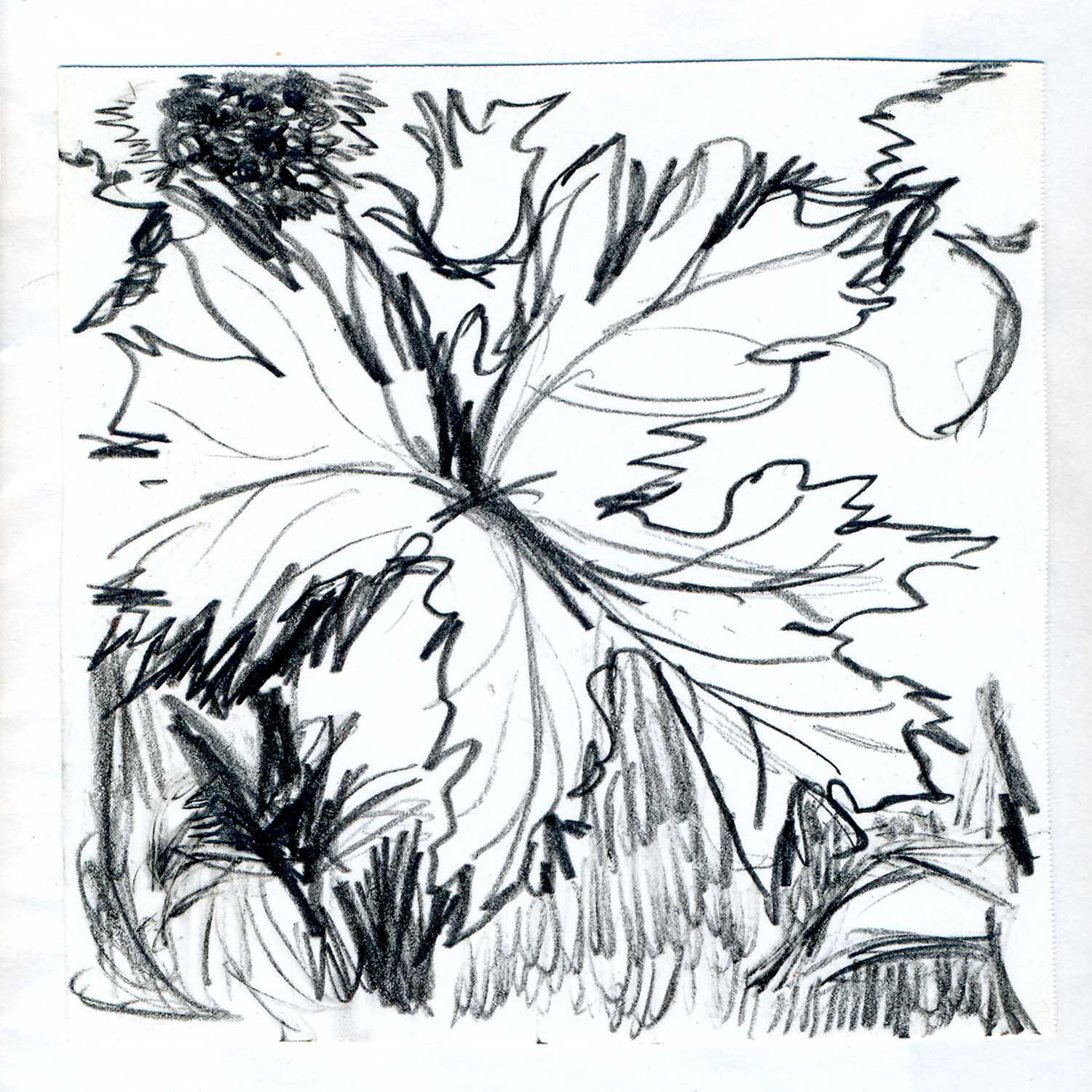 8may21 pencil on paper 4x4in 11x11cm